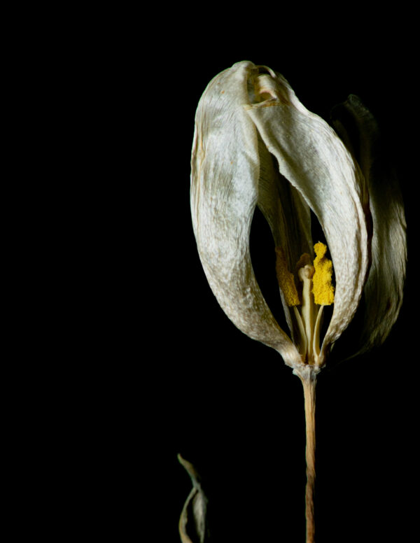 Dried Beauty: White Tulip 07 - Image 3