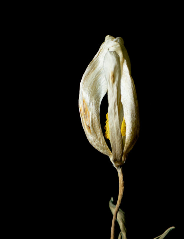 Dried Beauty: White Tulip 08 - Image 3