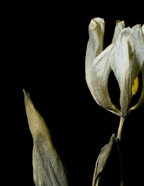 Dried Beauty: White Tulip 09 - Image 3