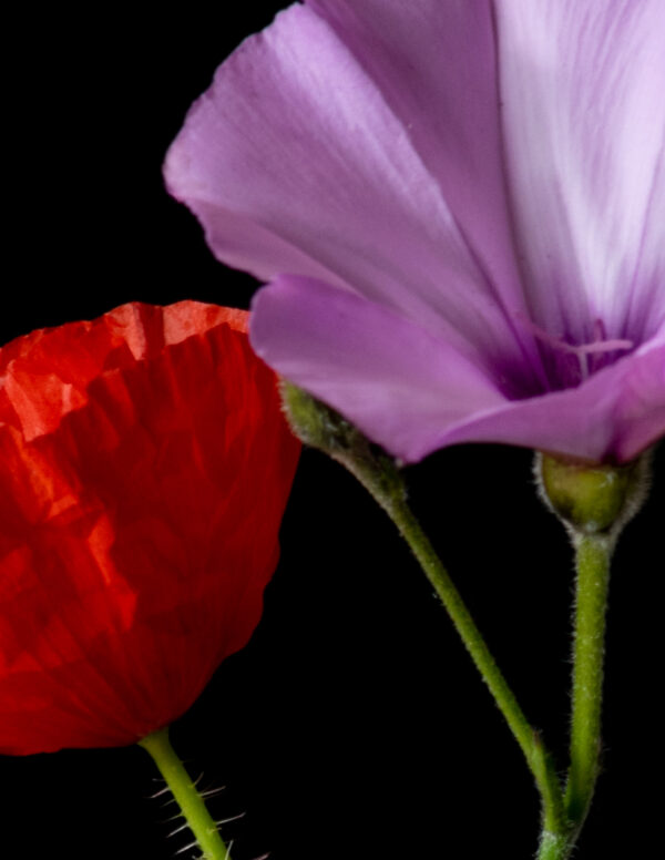 Poppies and Bindweed 14 - Image 4