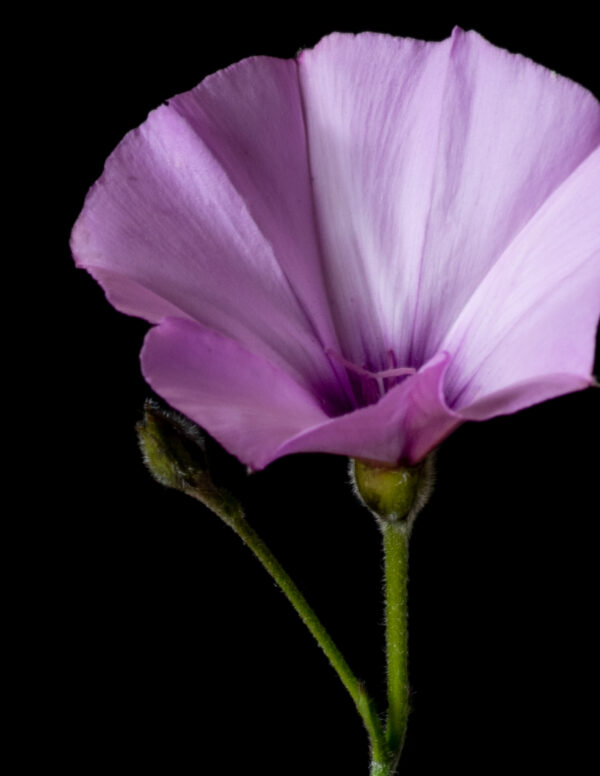 Poppies and Bindweed 15 - Image 4