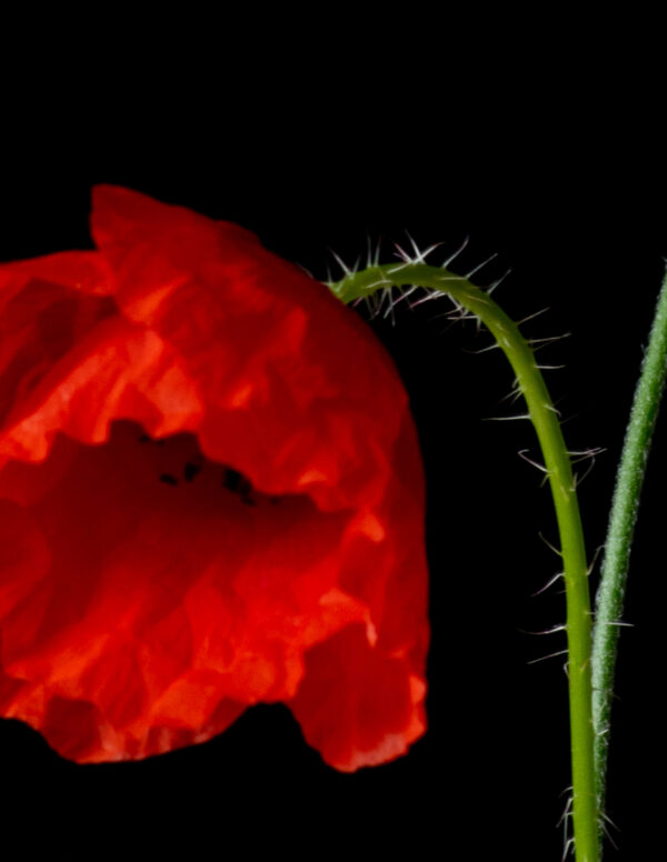 Poppies and Bindweed 16 - Image 4