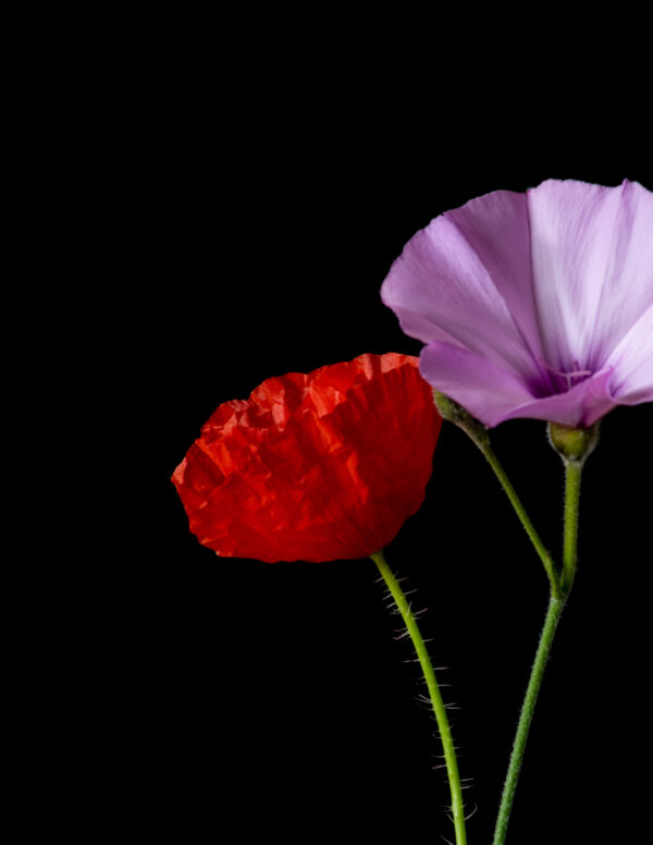 Poppies and Bindweed 14 - Image 3