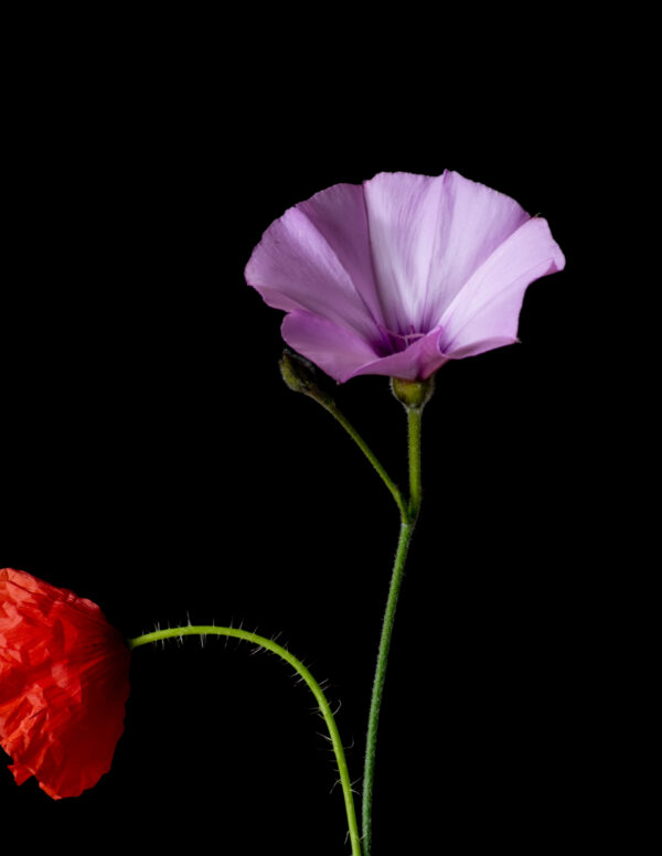 Poppies and Bindweed 15 - Image 3