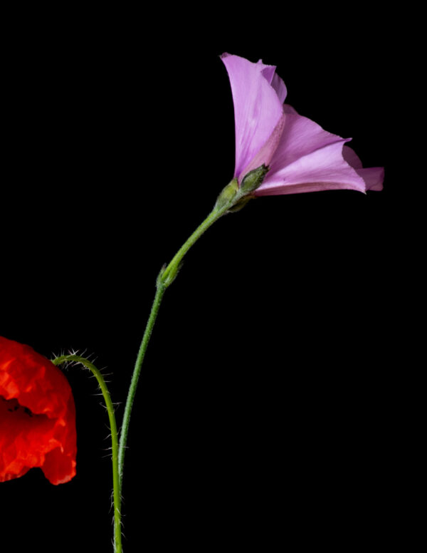 Poppies and Bindweed 16 - Image 3