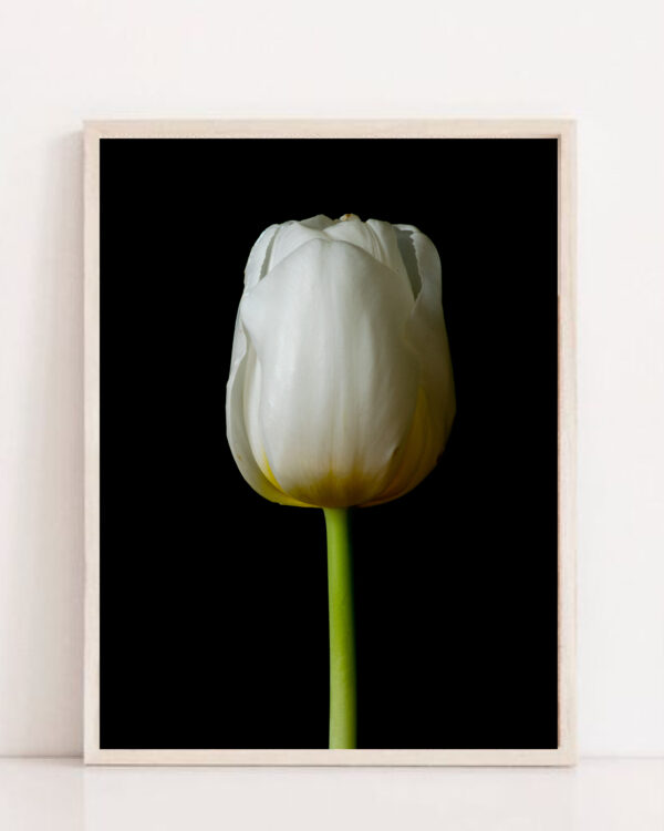 The Life Cycle of a Tulip 01