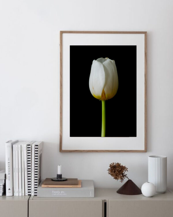 The Life Cycle of a Tulip 02