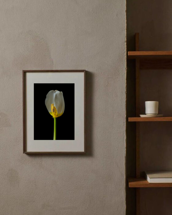 The Life Cycle of a Tulip 03