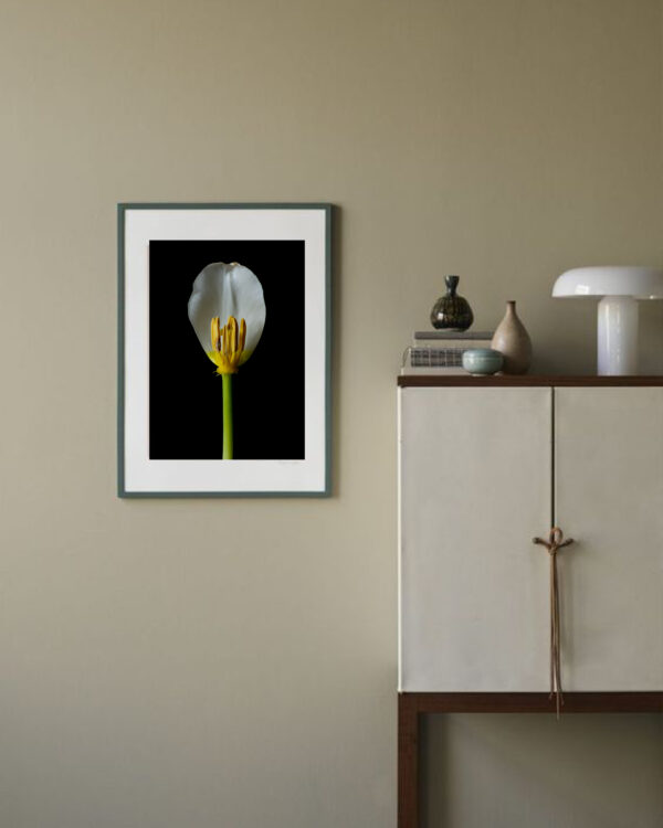 The Life Cycle of a Tulip 04