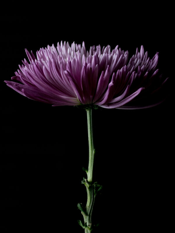 The Life Cycle of a Chrysanthemum 01 - Image 2