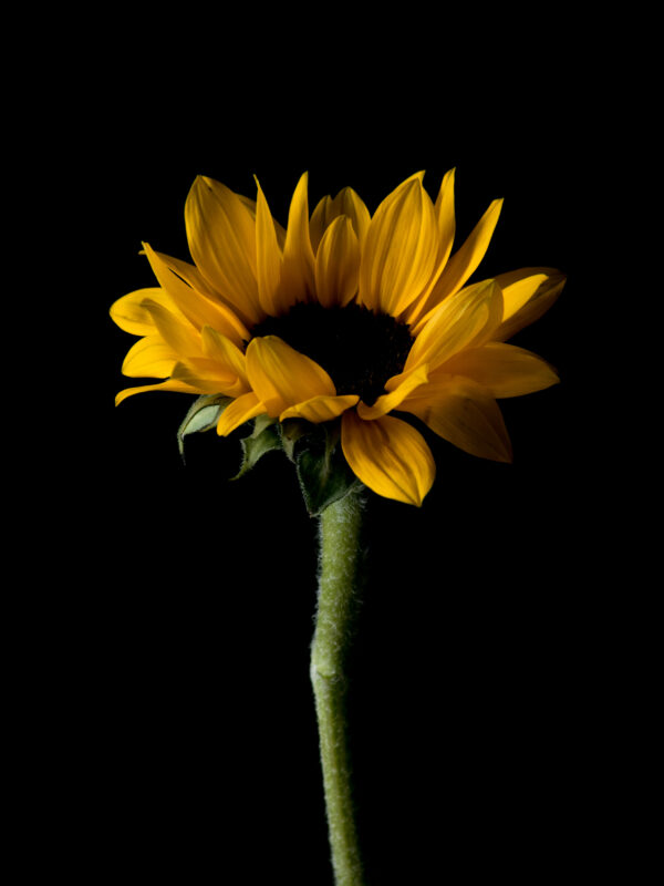 The Life Cycle of a Sunflower 01 - Image 2