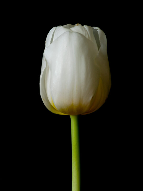 The Life Cycle of a Tulip 01 - Image 2