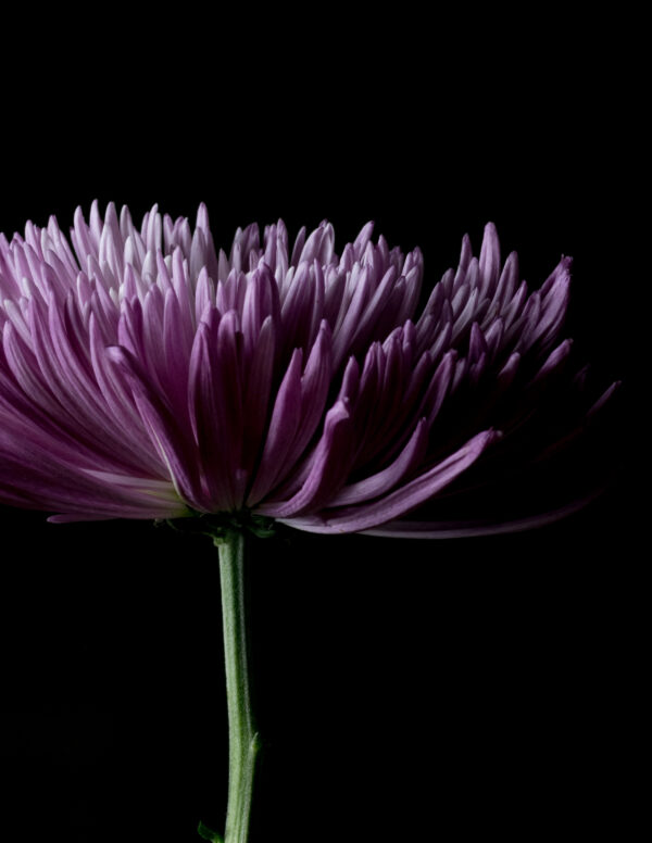 The Life Cycle of a Chrysanthemum 01 - Image 3