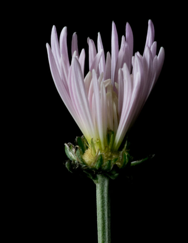 The Life Cycle of a Chrysanthemum 04 - Image 4