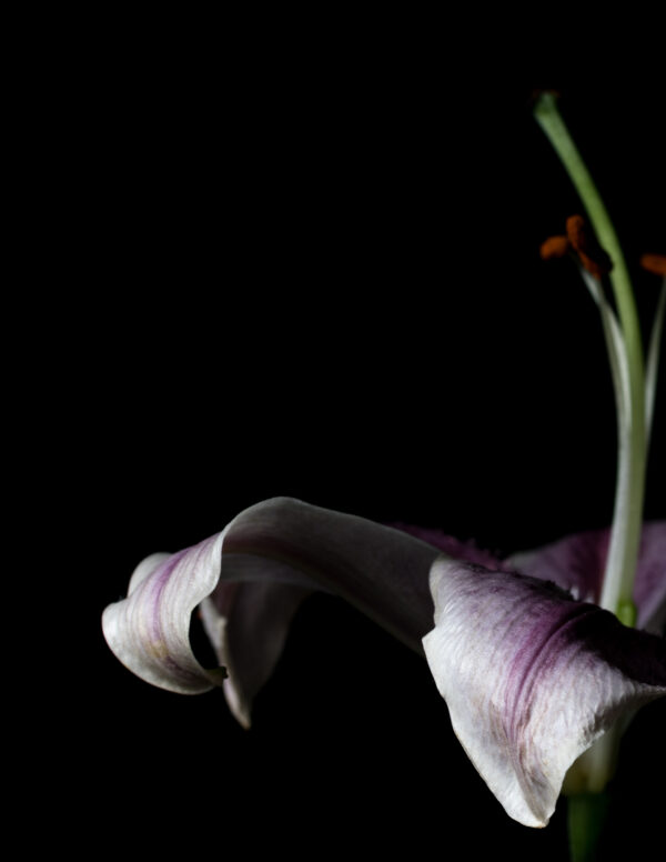 The Death of a Flower 08 - Image 3