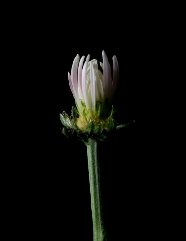 The Life Cycle of a Chrysanthemum 05 - Image 4