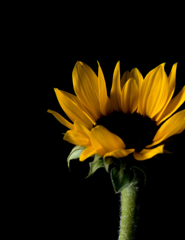 The Life Cycle of a Sunflower 02 - Image 3