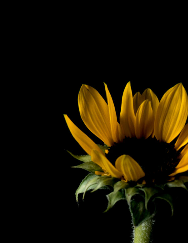 The Life Cycle of a Sunflower 03 - Image 3