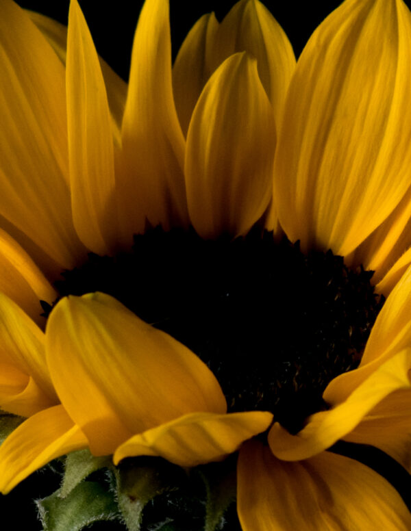 The Life Cycle of a Sunflower 01 - Image 4