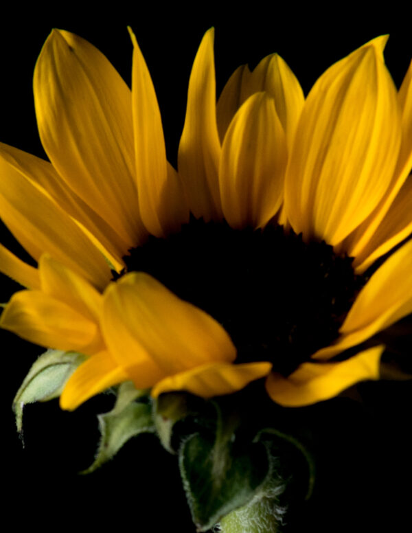 The Life Cycle of a Sunflower 02 - Image 4