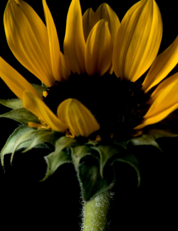 The Life Cycle of a Sunflower 03 - Image 4