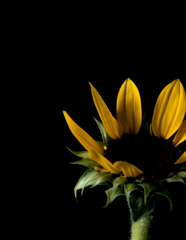 The Life Cycle of a Sunflower 04 - Image 3