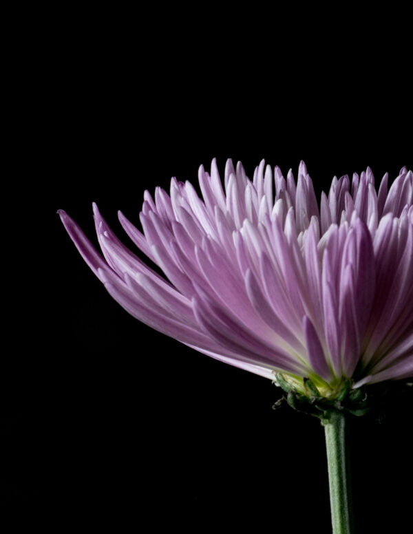 The Life Cycle of a Chrysanthemum 02 - Image 3