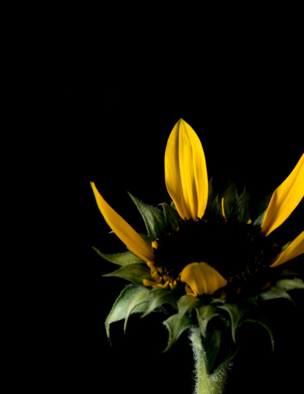 The Life Cycle of a Sunflower 05 - Image 3