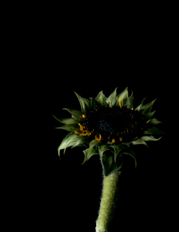 The Life Cycle of a Sunflower 06 - Image 3