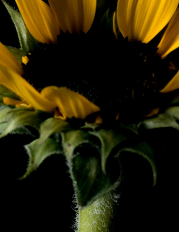 The Life Cycle of a Sunflower 04 - Image 4