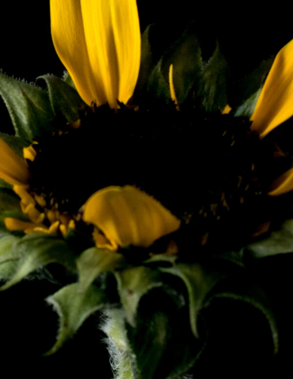 The Life Cycle of a Sunflower 05 - Image 4