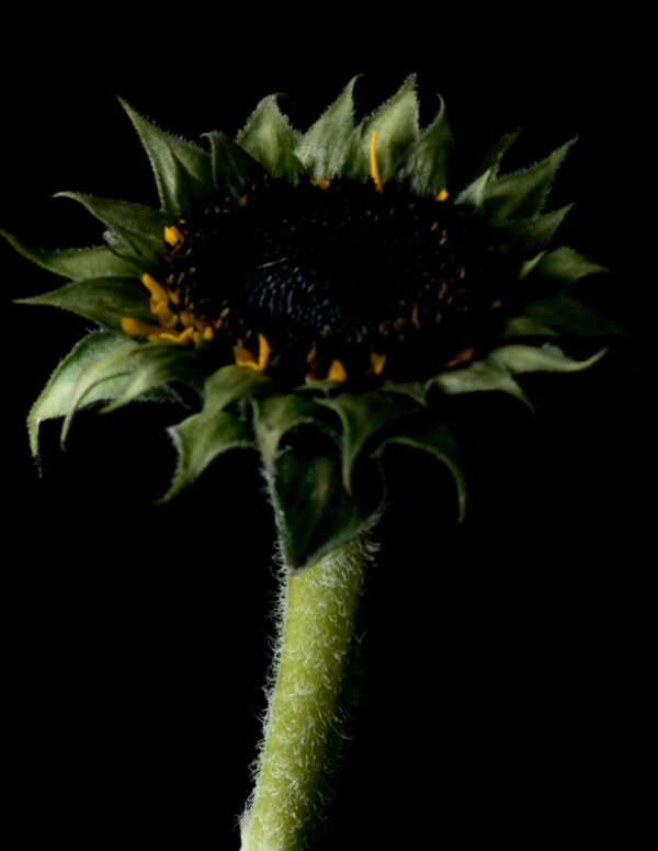 The Life Cycle of a Sunflower 06 - Image 4