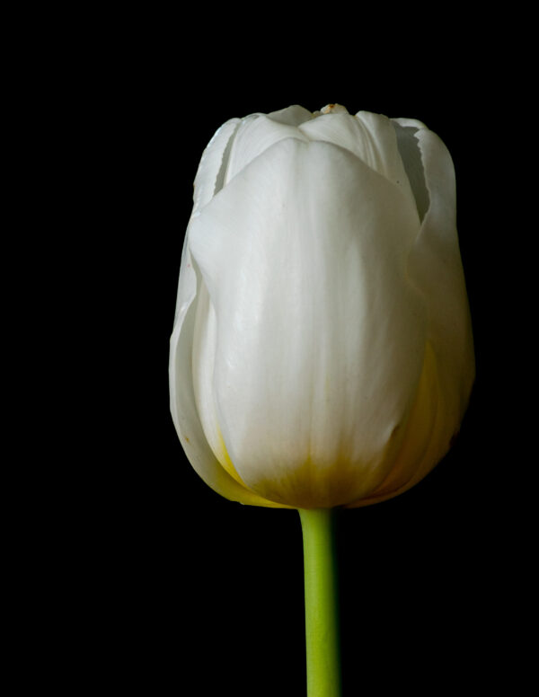 The Life Cycle of a Tulip 01 - Image 3