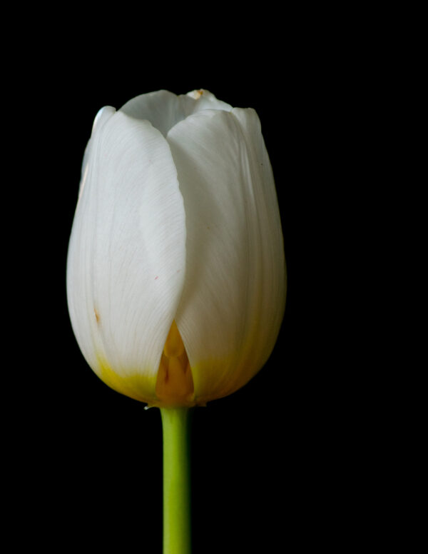 The Life Cycle of a Tulip 02 - Image 3