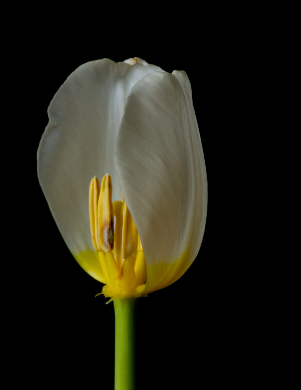 The Life Cycle of a Tulip 03 - Image 3