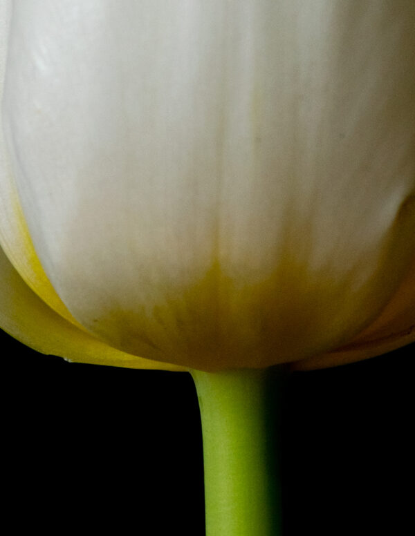 The Life Cycle of a Tulip 01 - Image 4