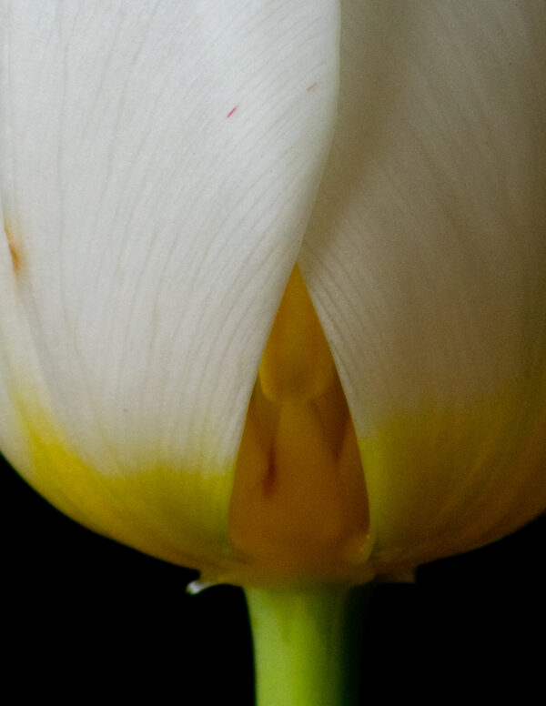 The Life Cycle of a Tulip 02 - Image 4