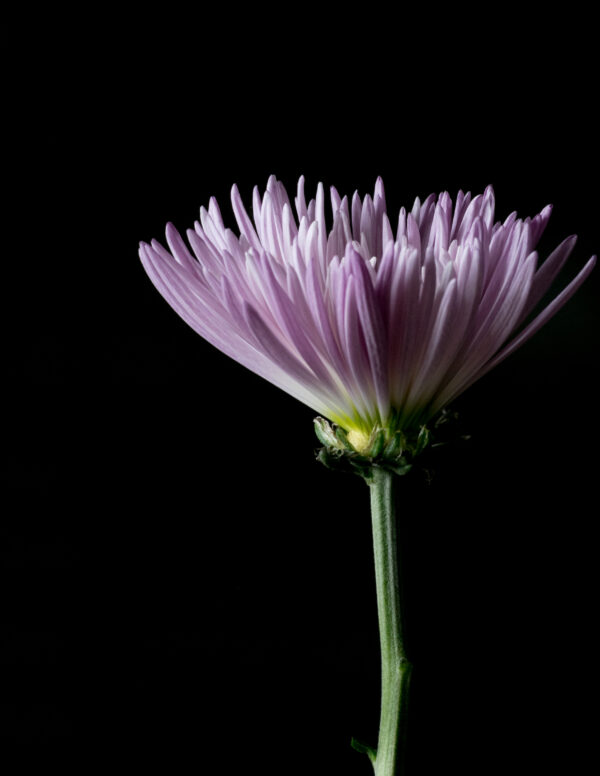 The Life Cycle of a Chrysanthemum 03 - Image 3