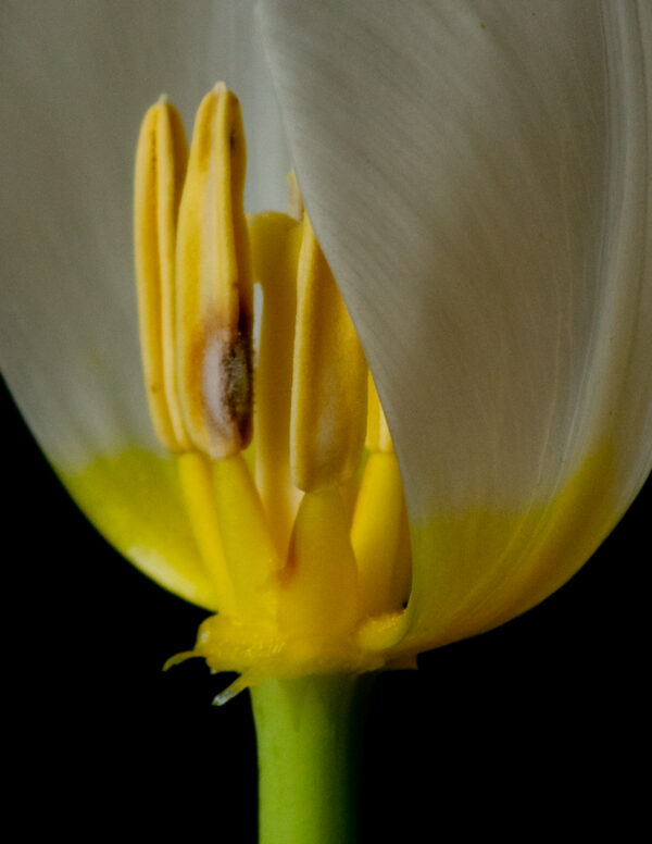 The Life Cycle of a Tulip 03 - Image 4