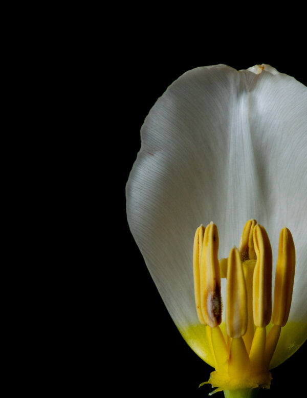 The Life Cycle of a Tulip 04 - Image 3