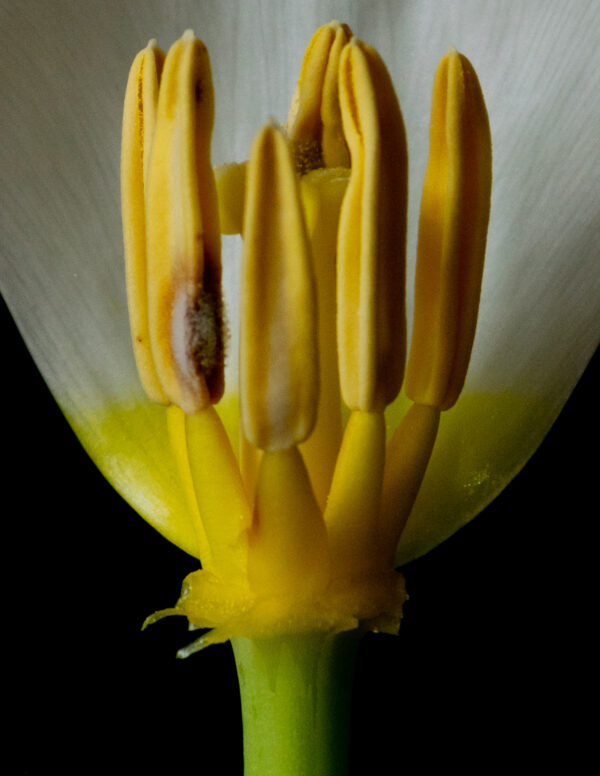 The Life Cycle of a Tulip 04 - Image 4