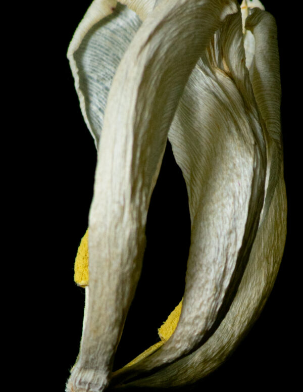 Dried Beauty: White Tulip 03 - Image 4