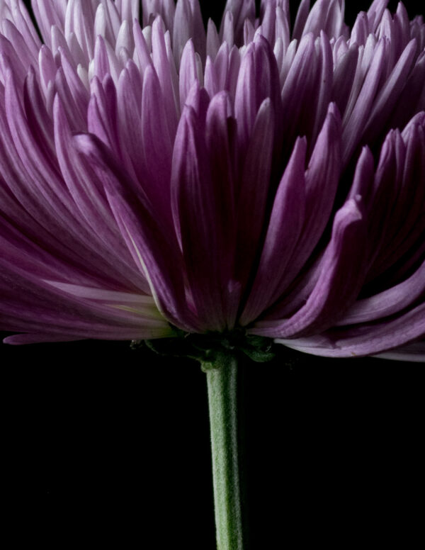 The Life Cycle of a Chrysanthemum 01 - Image 4