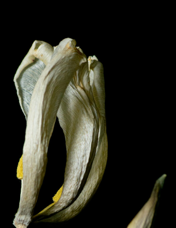 Dried Beauty: White Tulip 03 - Image 3