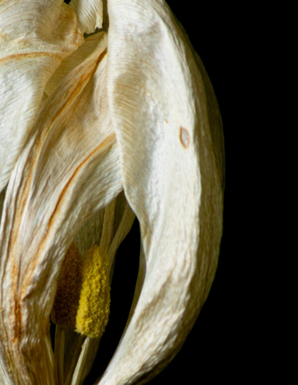 Dried Beauty: White Tulip 05 - Image 4