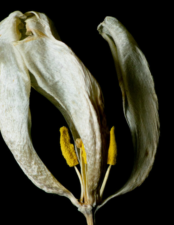 Dried Beauty: White Tulip 06 - Image 4