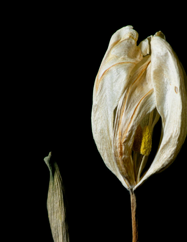 Dried Beauty: White Tulip 05 - Image 3