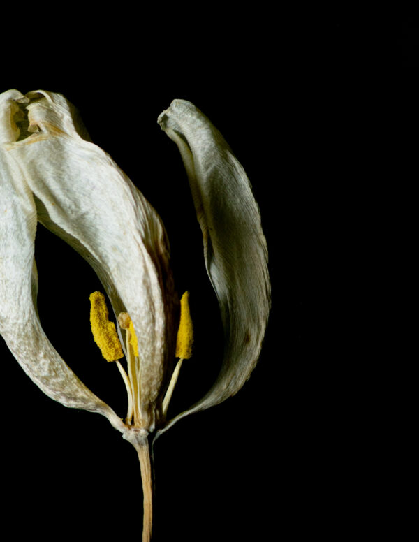 Dried Beauty: White Tulip 06 - Image 3