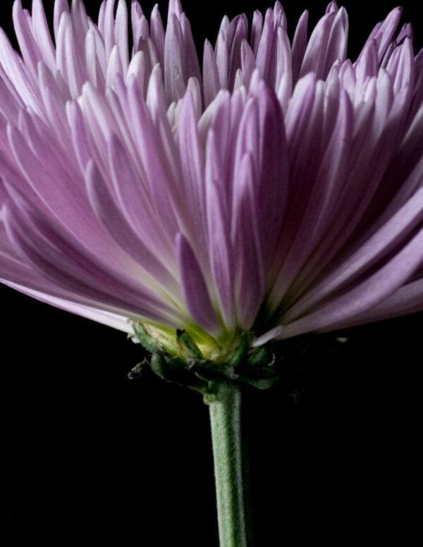 The Life Cycle of a Chrysanthemum 02 - Image 4