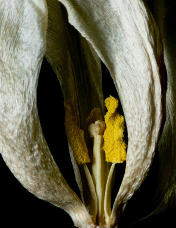 Dried Beauty: White Tulip 07 - Image 4